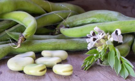 BENEO invests €50 million in pulse-processing plant 