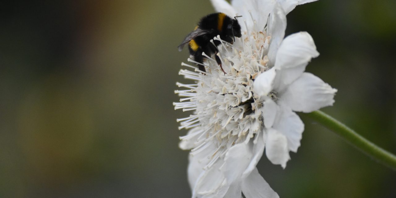 Veracruz Almonds joins Operation Pollinator (OP) program