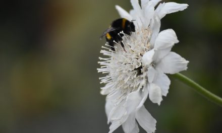 Veracruz Almonds joins Operation Pollinator (OP) program