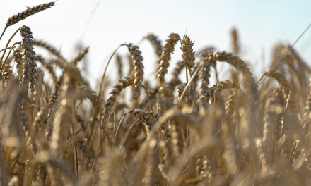 Regenerative agriculture: A sustainable blueprint for future farming 