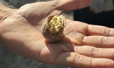 California Walnut crop mid-harvest update