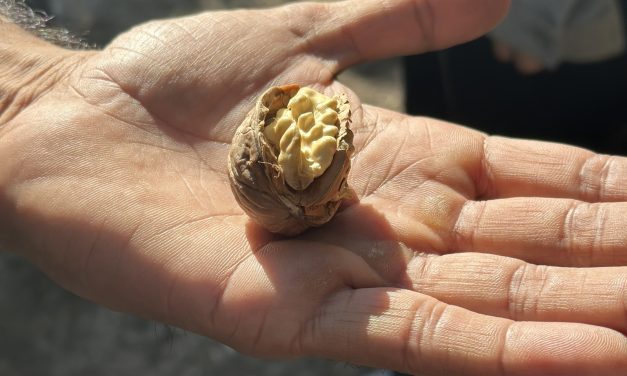 California Walnut crop mid-harvest update