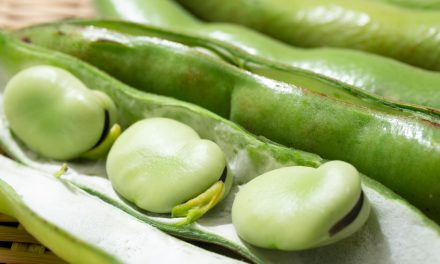 From bread to burgers: How faba bean protein transforms food development